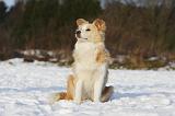 BORDER COLLIE 1198